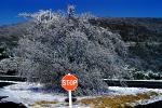 Stop sign, snow, cold, ice, Frozen, Icy, Winter, Exterior, Outdoors, Outside, VCRV20P04_09