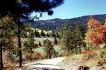 Road, Highway, Aspen Trees, VCRV20P05_05