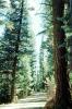 tree lined road, woodlands, VCRV20P05_13