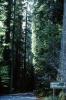 Avenue of the Giants, Road, Highway, Humboldt County, California, October 1968, 1960s, VCRV20P07_08