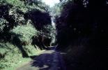 road, tunnel, trees, VCRV20P08_03