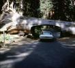 Tunnel Log, Tree Road, Crescent Meadow Road, Buick, sequoia tree, car, automobile, vehicle, September 1966, 1960s, VCRV20P09_06