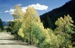 Road, Highway, aspen trees, autumn, fall colors, VCRV20P10_09
