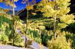 Road, Highway, Aspen Trees Portfolio, Fall Colors, Autumn, Deciduous Trees, Woodland