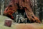 Car through a Sequoia Tree, Drive-Through Tree, automobile, Wawona Tunnel Tree, 1920's, VCRV20P13_02B