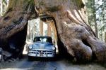 1951 Pontiac Chieftain, Drive-Through Tree, Wawona Tunnel, Sequoia, 1950s, VCRV21P03_06