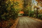Fall Colors Dirt Road, Autumn, Trees, Bucolic