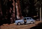 four-door Sedan, car, automobile, Sequoia Trees, Huge, big, 1940s