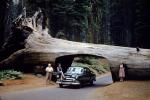 Chevy Deluxe, Tunnel Log, tree, two-door coupe, 1950s