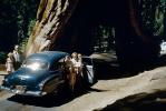 Drive-Through Tree, family, Car, Tunnel through a tree, Sequoia Tree, California, 1950s, VCRV22P02_10