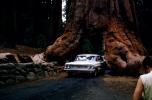 Ford Fairlane, car, vehicle, Wawona Tunnel Tree, Sequoia Tree, California, automobile, 1960s, VCRV22P15_14