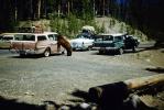 Bear Begging for Food, Rambler Station Wagon, 1950s, VCRV23P12_02