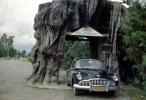 1952 Buick Super 88, Western Red Cedar, Thjua Plicata Don, Tree Stump, Snohomish County, 1950s, VCRV23P12_14