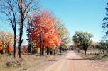 Dirt Road in Fall Colors, Trees