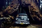 Pontiac, Car-through-a-tree, Tunnel, Pioneer Cabin tree, 1950s