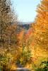 Tree Line Road, Fall Colors, Autumn, 1950s, VCRV24P11_01