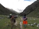 Donkey, Pack, Mule, Andes Mountains, VCVD01_008