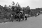 Horse, Buggy, Volkswagen Beetle, trees, highway, 1950s, VCVPCD1185_100