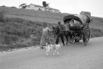 Horse, Buggy, Road, highway, Woman, Man, Cart, 1950s