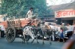 Man on a cart, ox, oxen, on the Streets of Mumbai