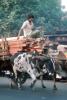 Man on a cart, lumber boards, oxen, cattle, cows, VCVV01P01_03B