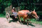 Oxen and Cart, Man, Mumbai, Bombay