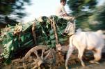 Cattle, Cart, Bayad Taluka, VCVV01P02_15