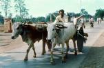 Cattle, Cart, Bayad Taluka, VCVV01P02_19