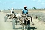 Donkey, Cart, Desert, Person, Somalia, VCVV01P04_08