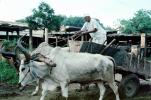 Brahma Bull, Cart, Bayad Taluka, VCVV01P05_13