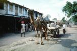 Camel, Cart, Ahmadabad, Bayad Taluka
