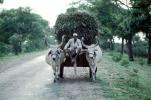 Brahma Bull, Cart, Ahmadabad, Bayad Taluka, VCVV01P06_03