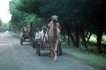Camel, Cart, Ahmadabad, Bayad Taluka, VCVV01P06_05