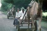 Camel, Cart, Ahmadabad, Bayad Taluka, VCVV01P06_06
