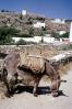 Donkey, Santorini