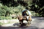 Cattle, jungle, road, Bhutan, VCVV01P15_06