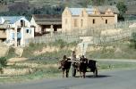 Oxen, Ox, Cattle, Horns, buildings, road, homes, houses, VCVV02P01_03