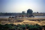 Camels, River, Dirt Road, Caravan, unpaved, VCVV02P01_10