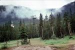 Banff National Park, Canada, Forest, Trees, VGTV01P14_17