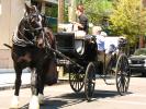 Horse and Buggy, VHCD01_004