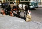 Horse and Buggy, Horse with self feeding burlap bag, West Virginia, 1958, 1950s