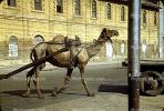 Camel, Mcleod Road, Karachi, Pakistan, 1950s, VHCV01P02_02.0167