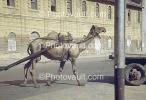 Camel, Mcleod Road, Karachi, Pakistan, 1940s, VHCV01P02_02