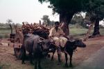 Wood, Cart, Brahama Bulls, Fatehpur, Sikri Rajastan, India, 1950s, VHCV01P02_04