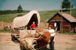 Conestoga Wagon, Log Cabin, Boy, Girl, Oxen, Cattle, Longhorn, 1950s, VHCV01P15_16