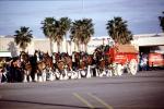 Budweiser Clydesdale Horses, Palm Trees