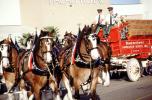 Budweiser Clydesdale Horses, VHCV02P02_16