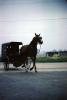Horse and Buggy, Amish Country, Pensylvania Dutch