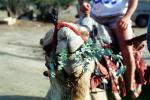 Camel, Dead Sea, VHDV01P02_09