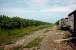 Railroad Tracks, Banana Plants, Puerto Armuelles, 1950s, VRFV01P01_04.3289